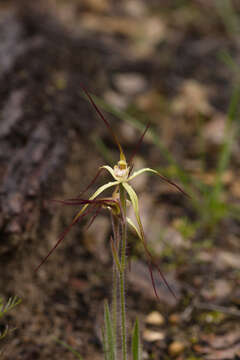 Image de Caladenia xantha Hopper & A. P. Br.