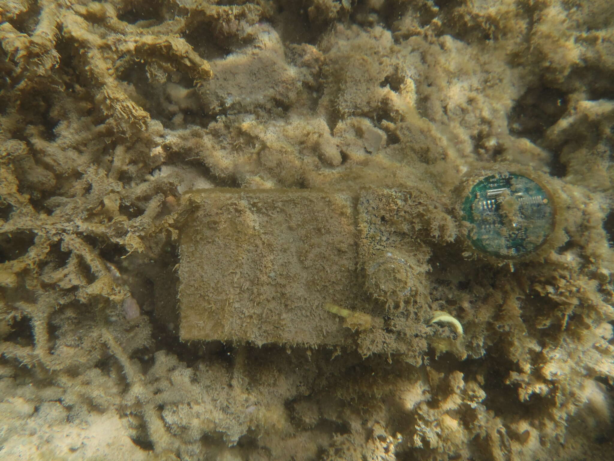 Image of Red algae