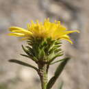 Plancia ëd Jasonia tuberosa (L.) DC.