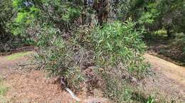 Imagem de Angophora crassifolia (G. Leach) L. A. S. Johnson & K. D. Hill