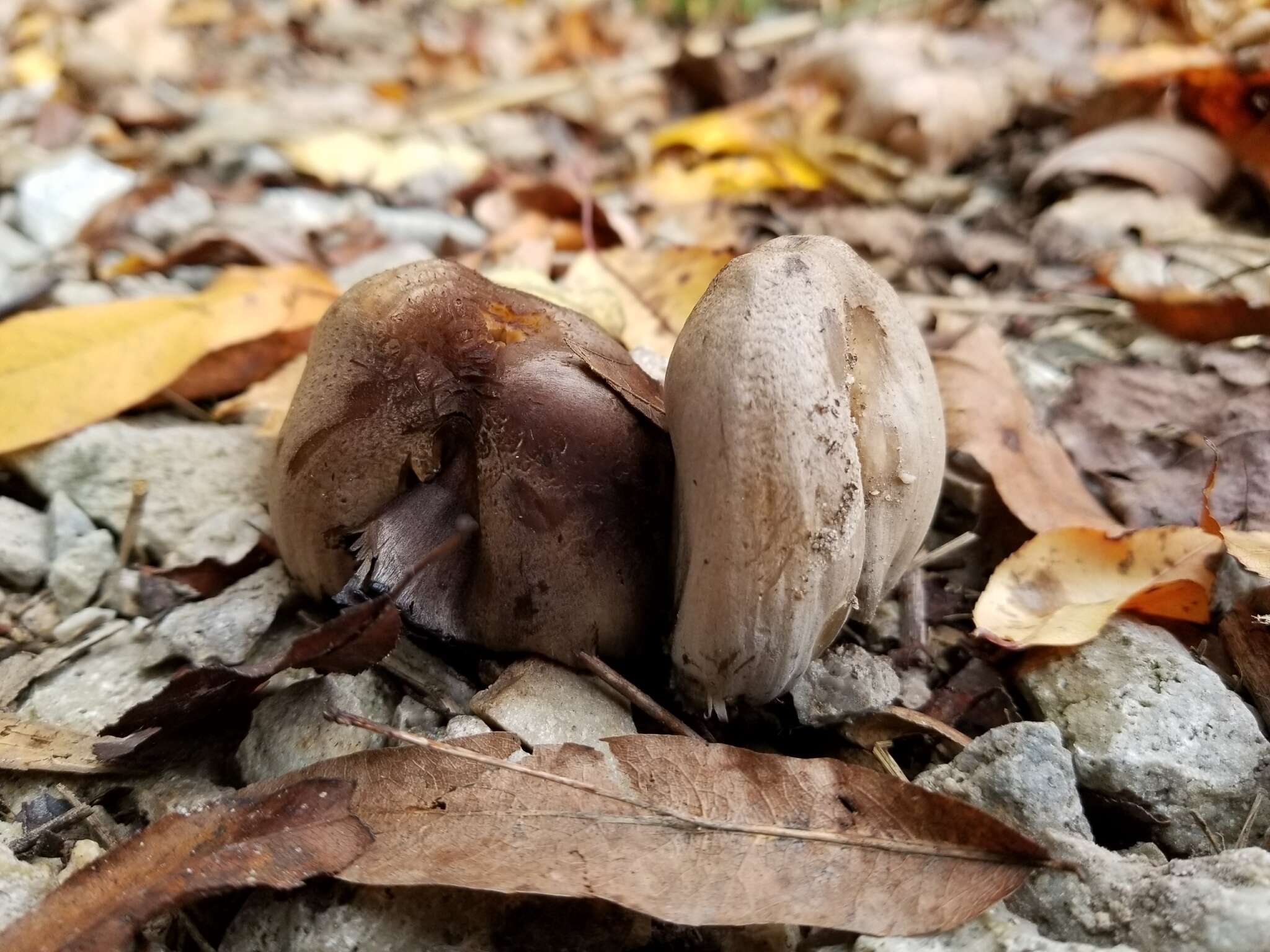 Coprinopsis romagnesiana (Singer) Redhead, Vilgalys & Moncalvo 2001的圖片