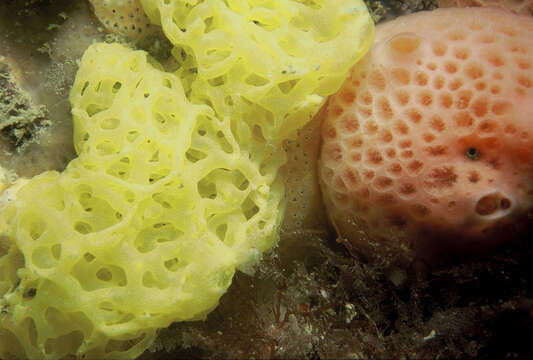 Image of yellow Clathrina