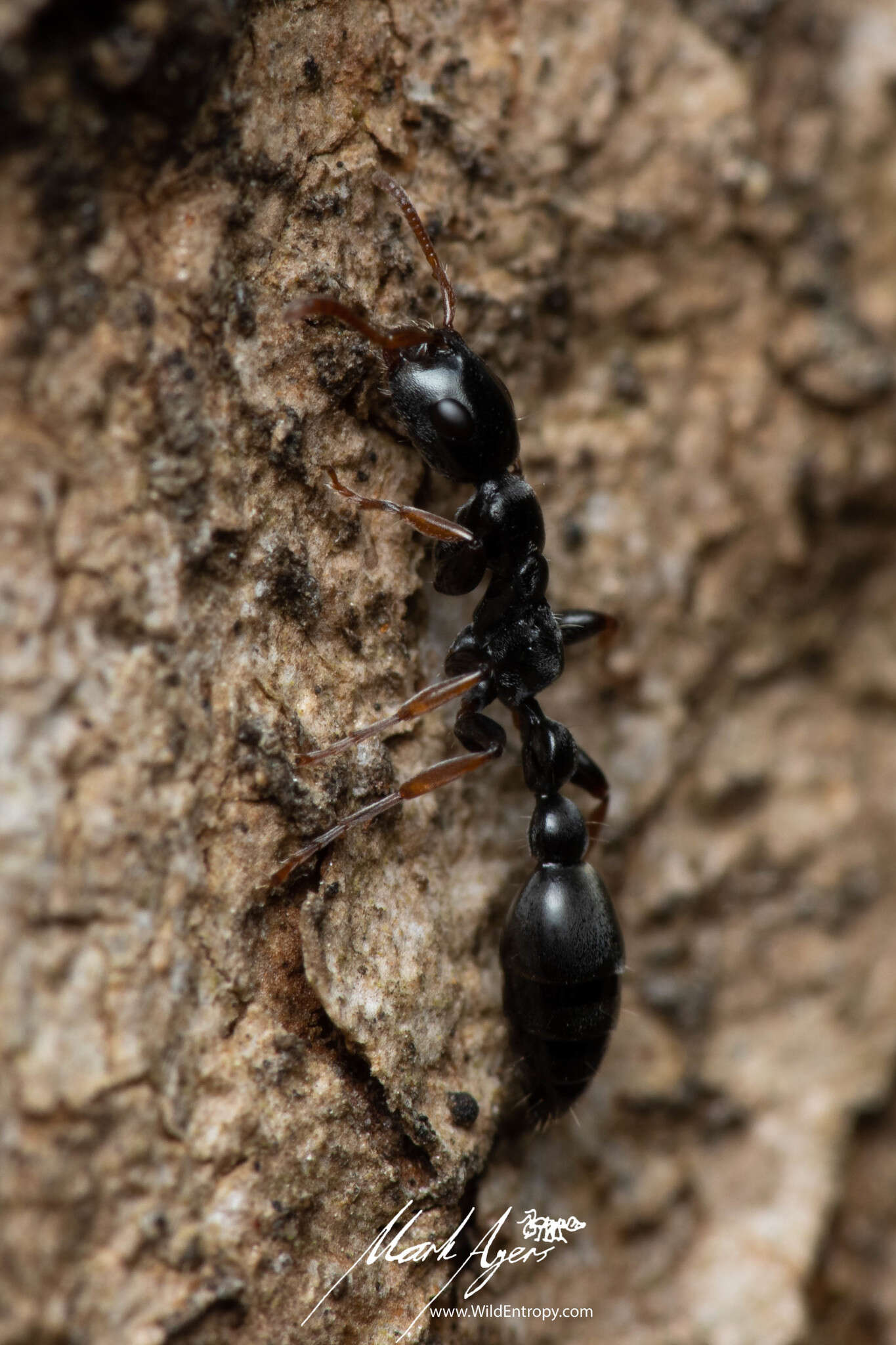 Image of Tetraponera punctulata Smith 1877