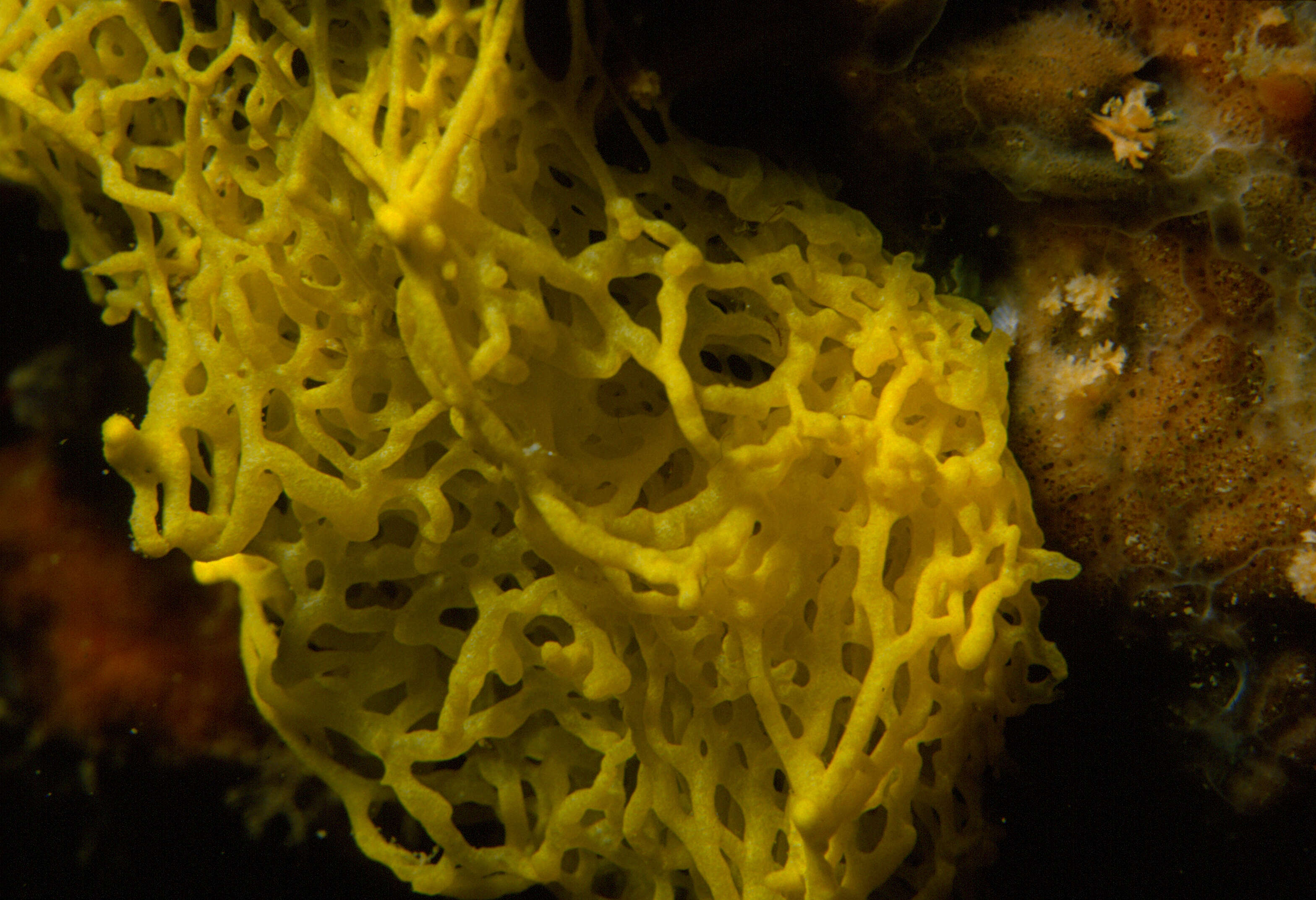 Image of yellow Clathrina