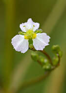 Image of Common Water-plantain