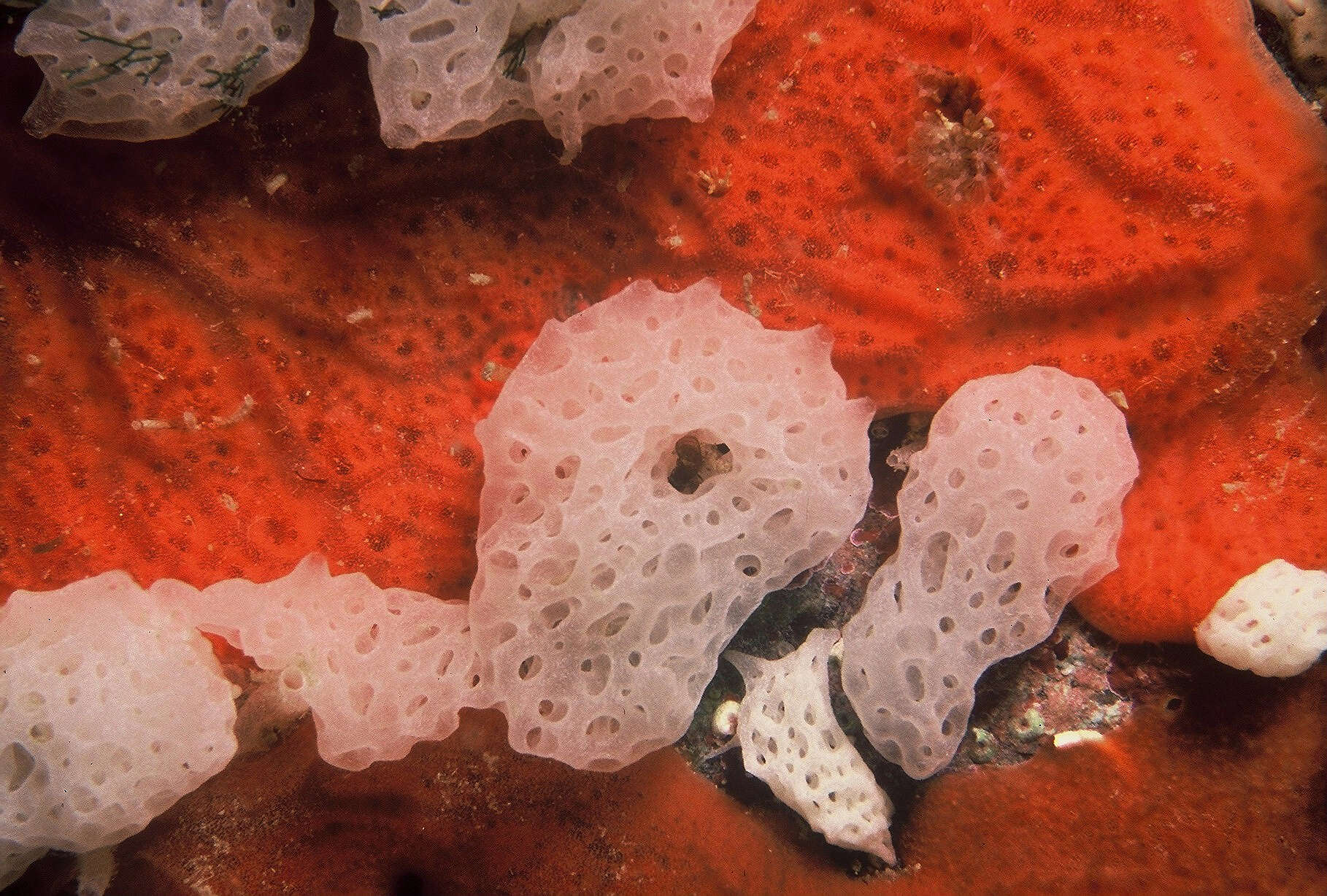 Image of white lace sponge