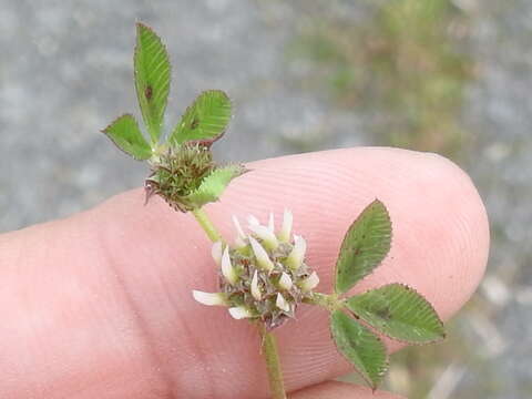 Plancia ëd Trifolium glomeratum L.