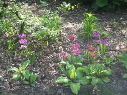 Plancia ëd Primula japonica A. Gray