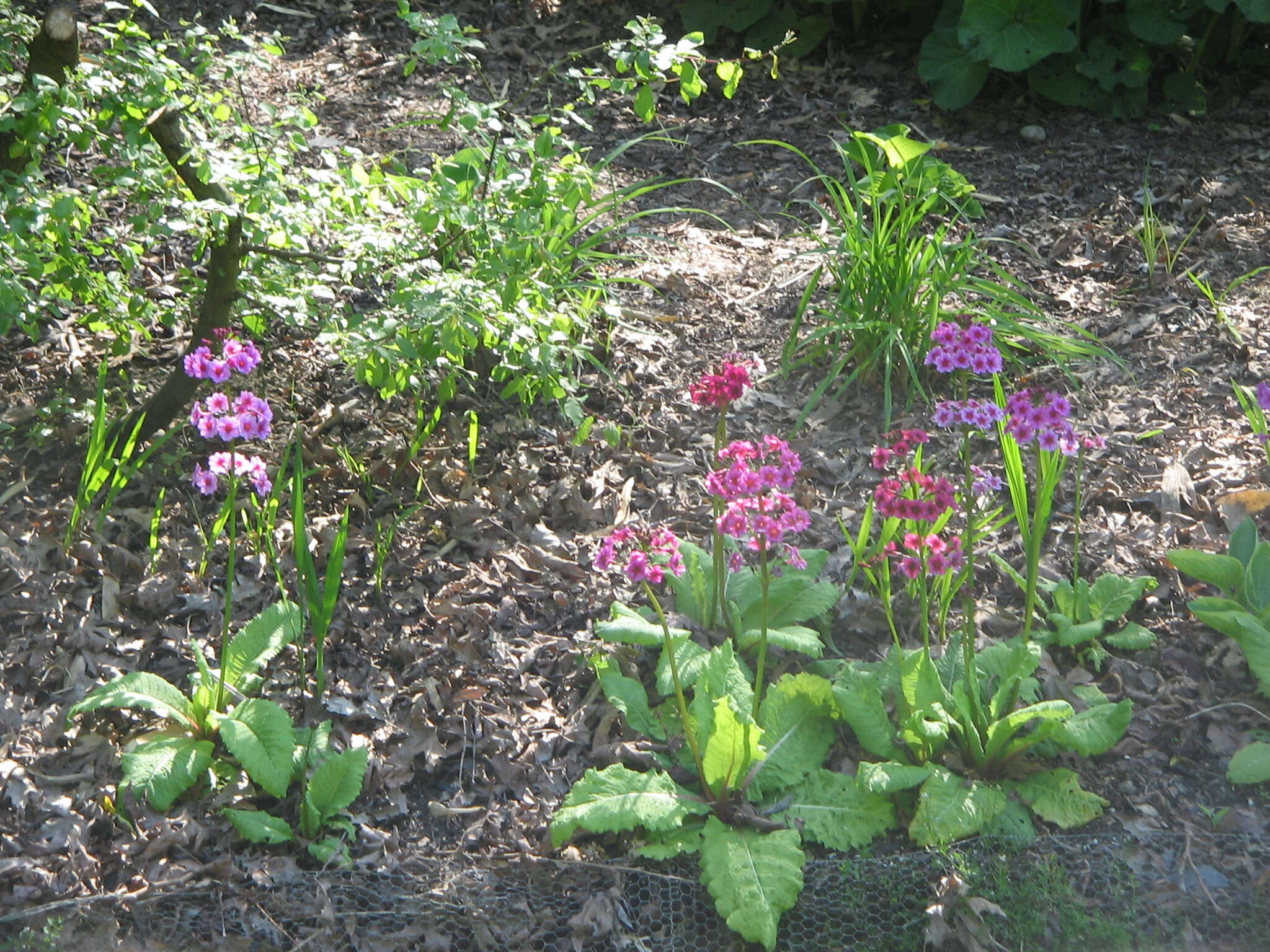 Plancia ëd Primula japonica A. Gray