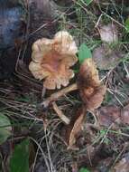 Pholiota elegans Jacobsson 1991 resmi