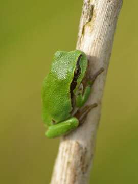 Image of Common tree frog