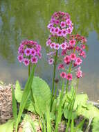 Plancia ëd Primula japonica A. Gray