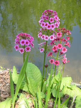 Plancia ëd Primula japonica A. Gray