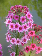 Plancia ëd Primula japonica A. Gray