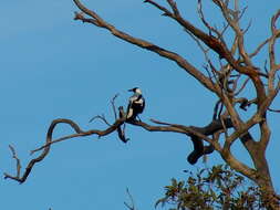 Image of Australian Magpie (Western)