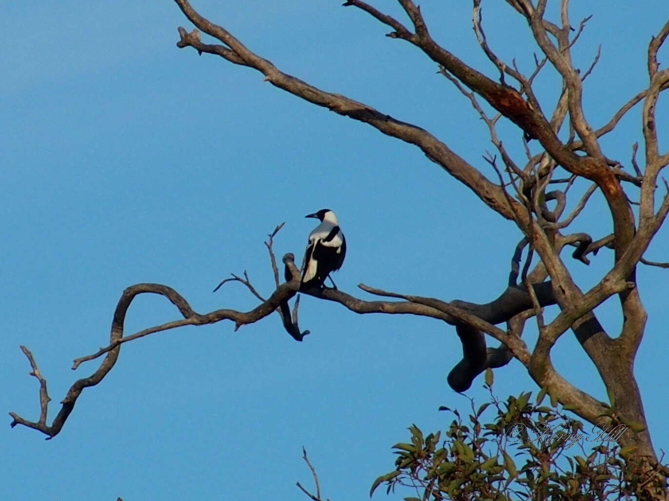 Image of Australian Magpie (Western)