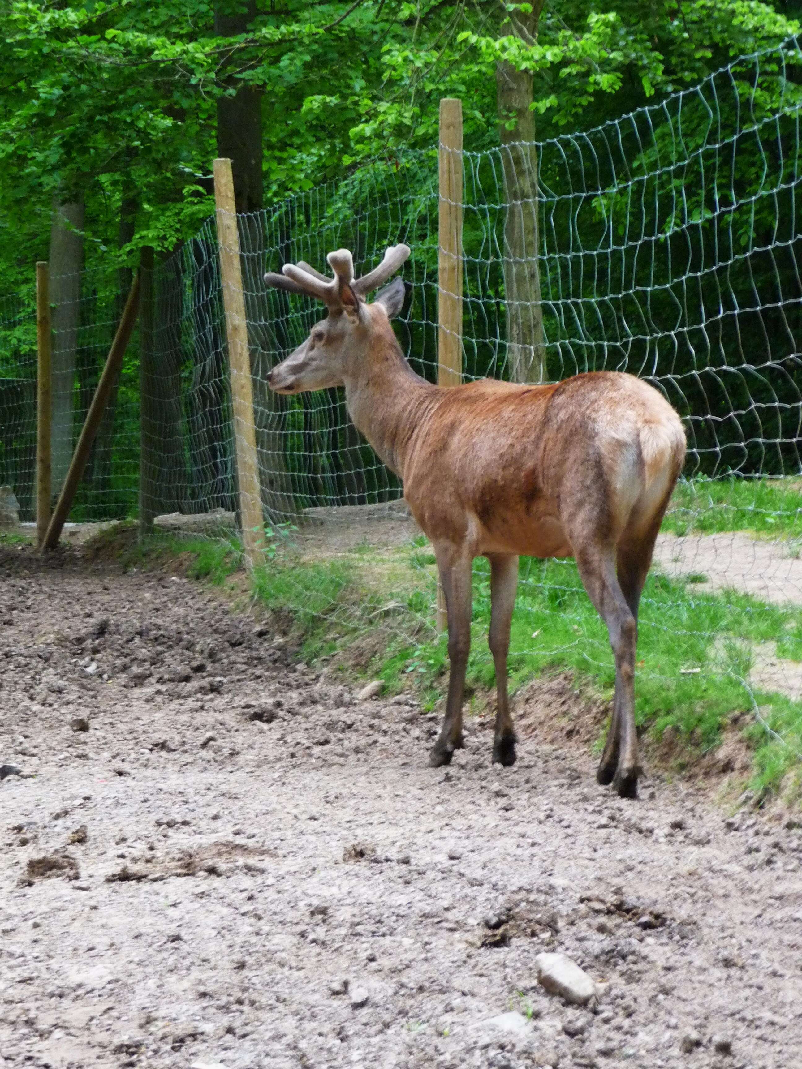 Image of Red Deer