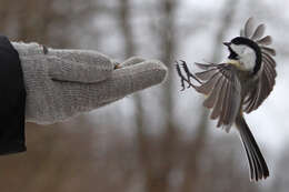 Image of chickadees and titmice