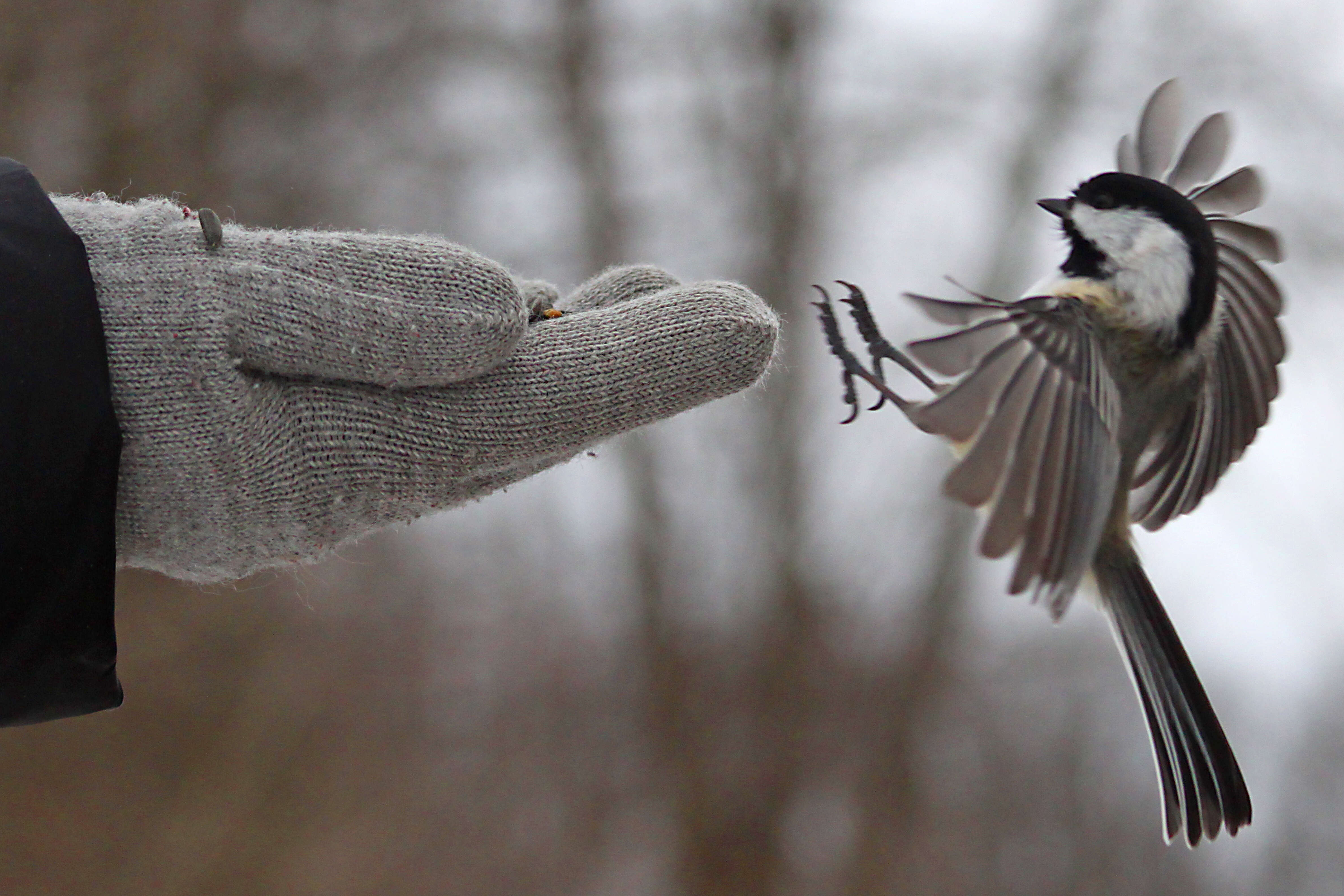 Image of chickadees and titmice