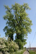 Image of Black Poplar