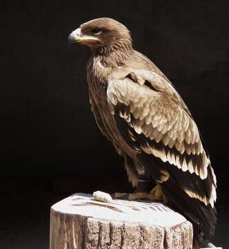 Image of Steppe Eagle