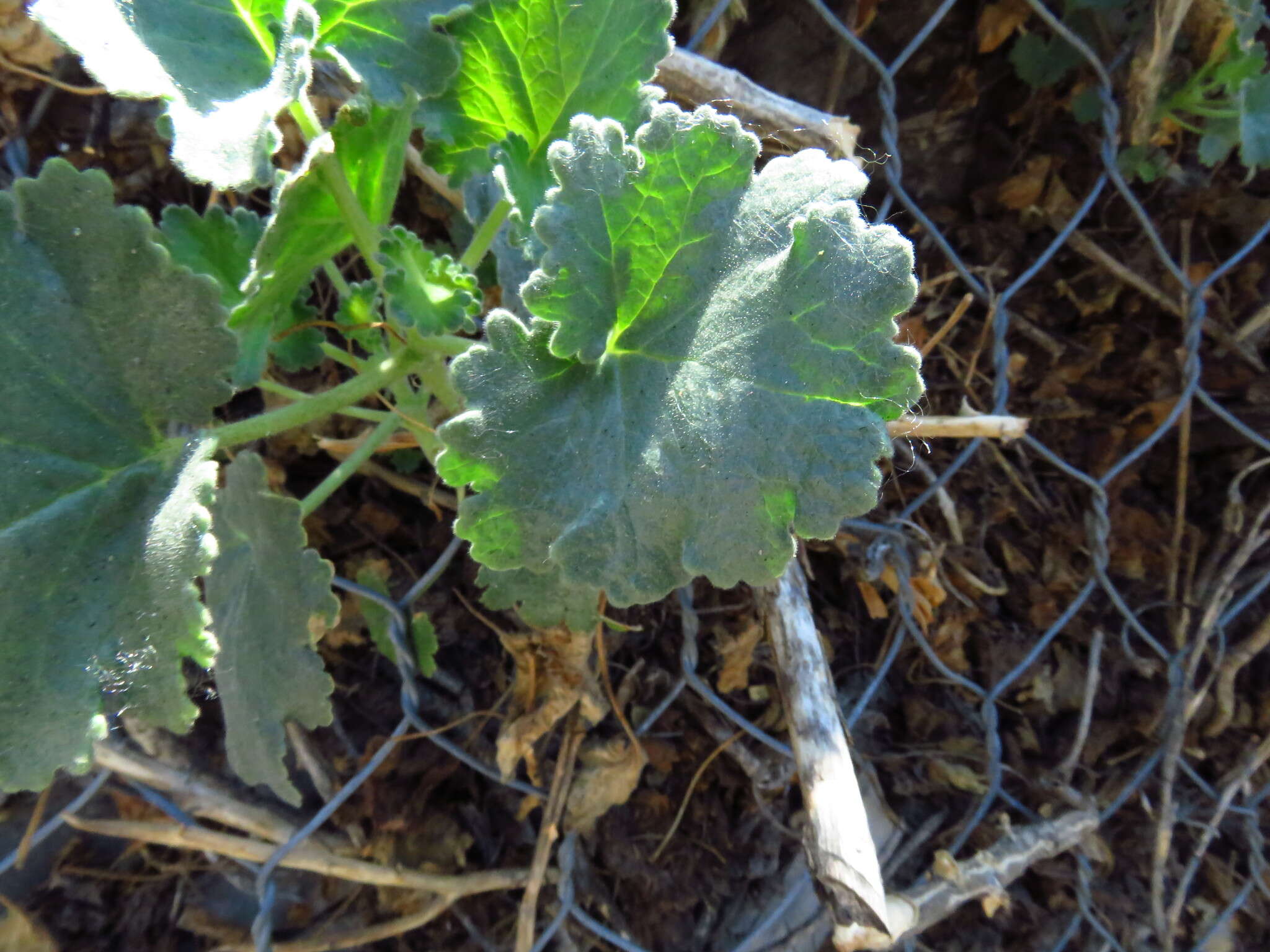 Image of Eucnide grandiflora Rose