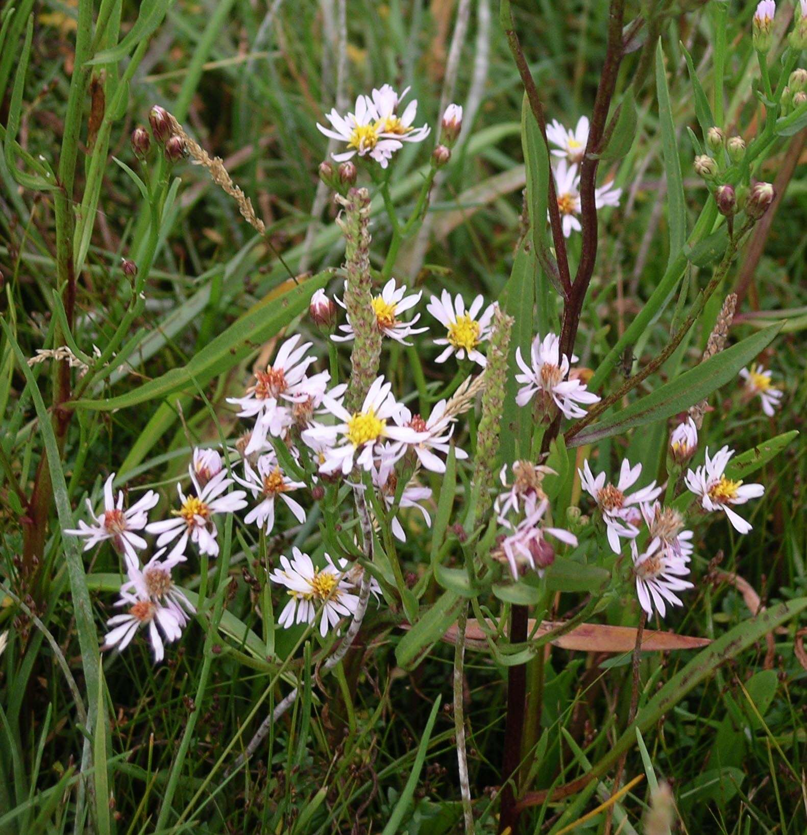 Image of sea aster