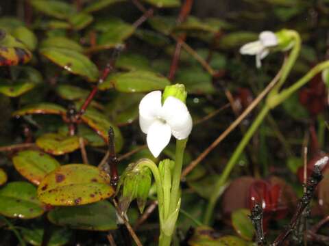 Image of Hawai'i bog violet