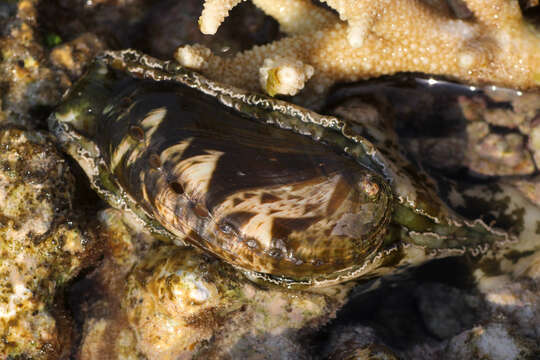 Image of Ass's ear abalone