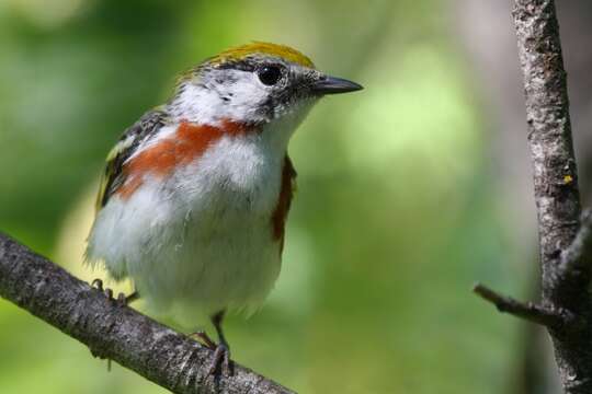 Image of Chestnut-sided Warbler