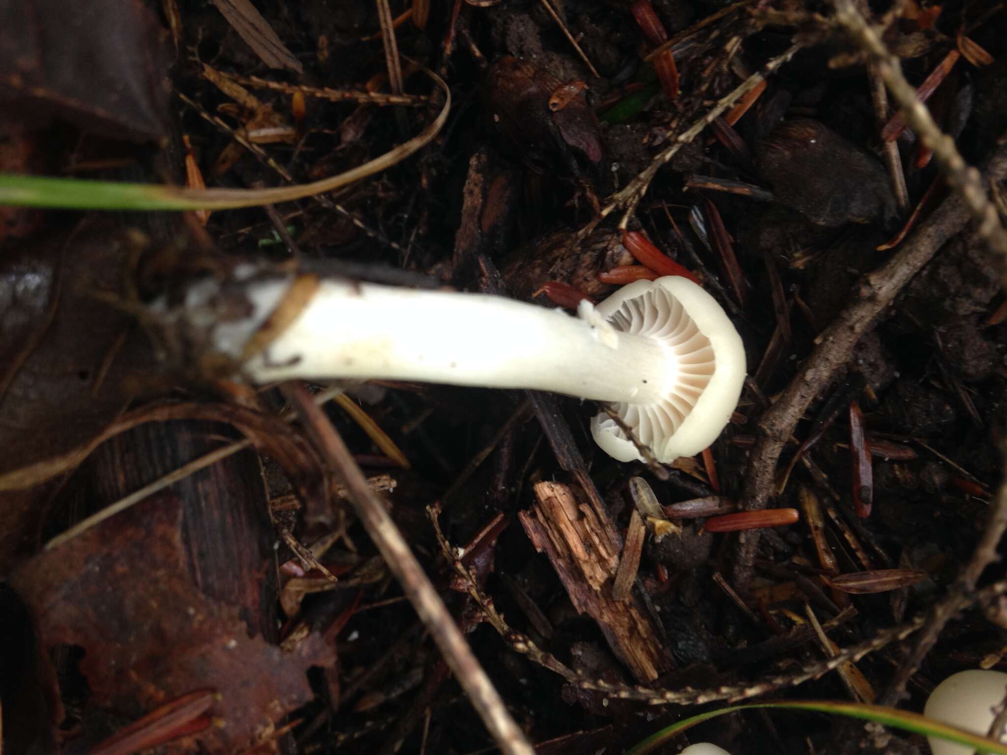 Image of Cuphophyllus borealis (Peck) Bon ex Courtec. 1985