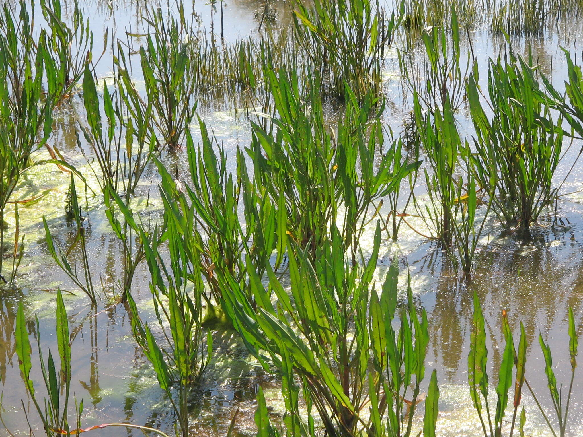 Image of Water Dock