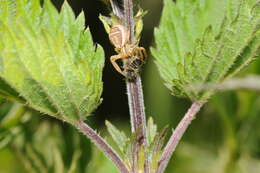 Image de Xysticus ulmi (Hahn 1831)