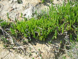 Image of glasswort