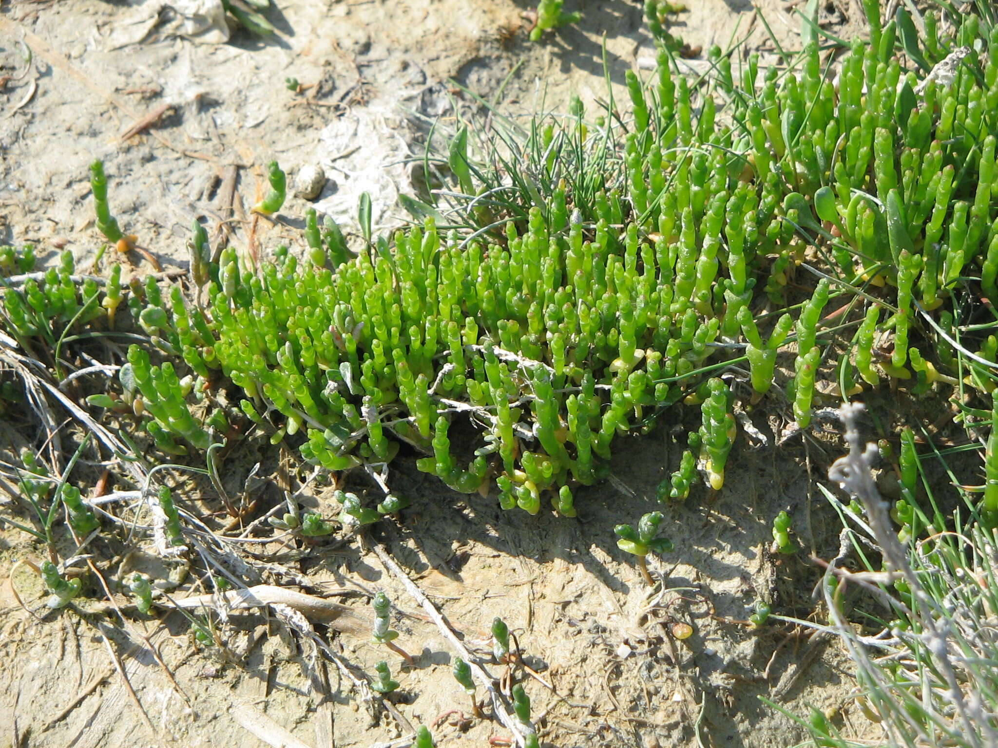 Image of glasswort