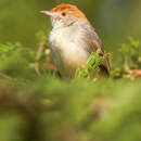 Image of Long-tailed Cisticola