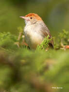 Image of Long-tailed Cisticola