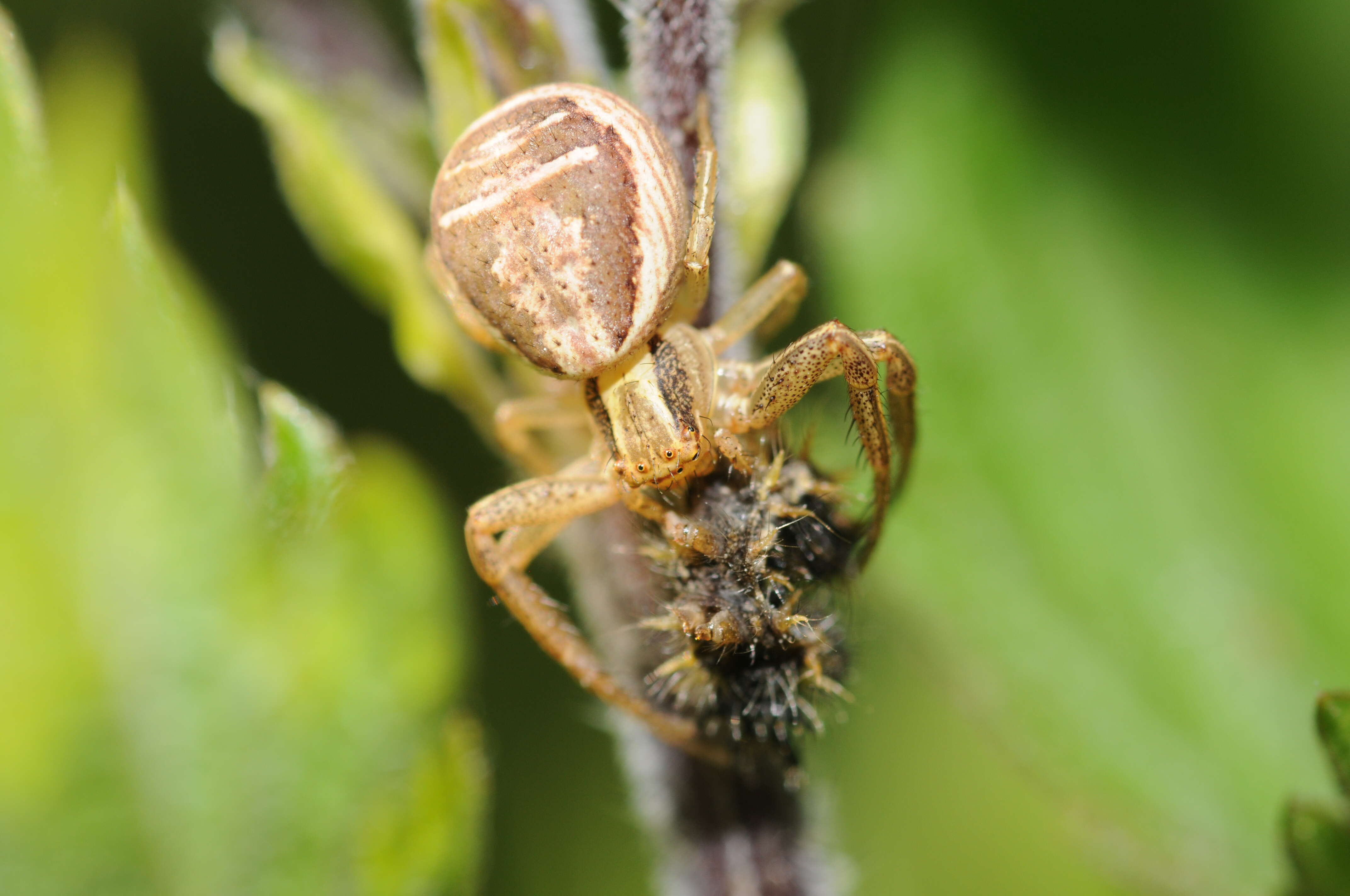 Image de Xysticus ulmi (Hahn 1831)