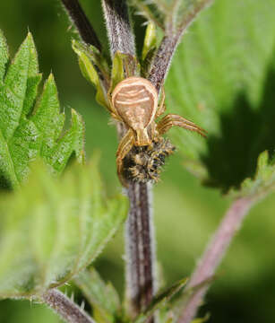 Image of Xysticus ulmi (Hahn 1831)