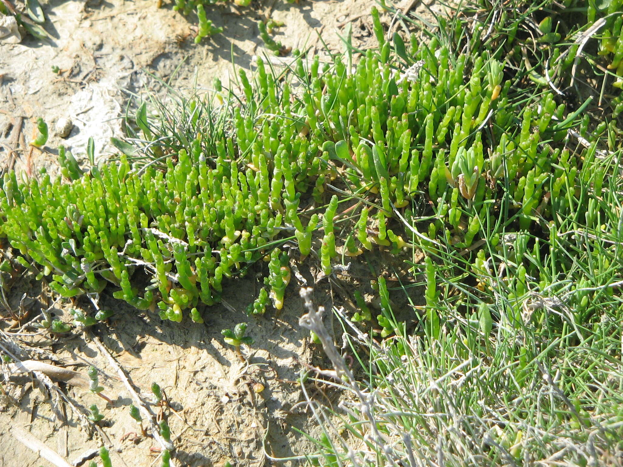 Image of glasswort