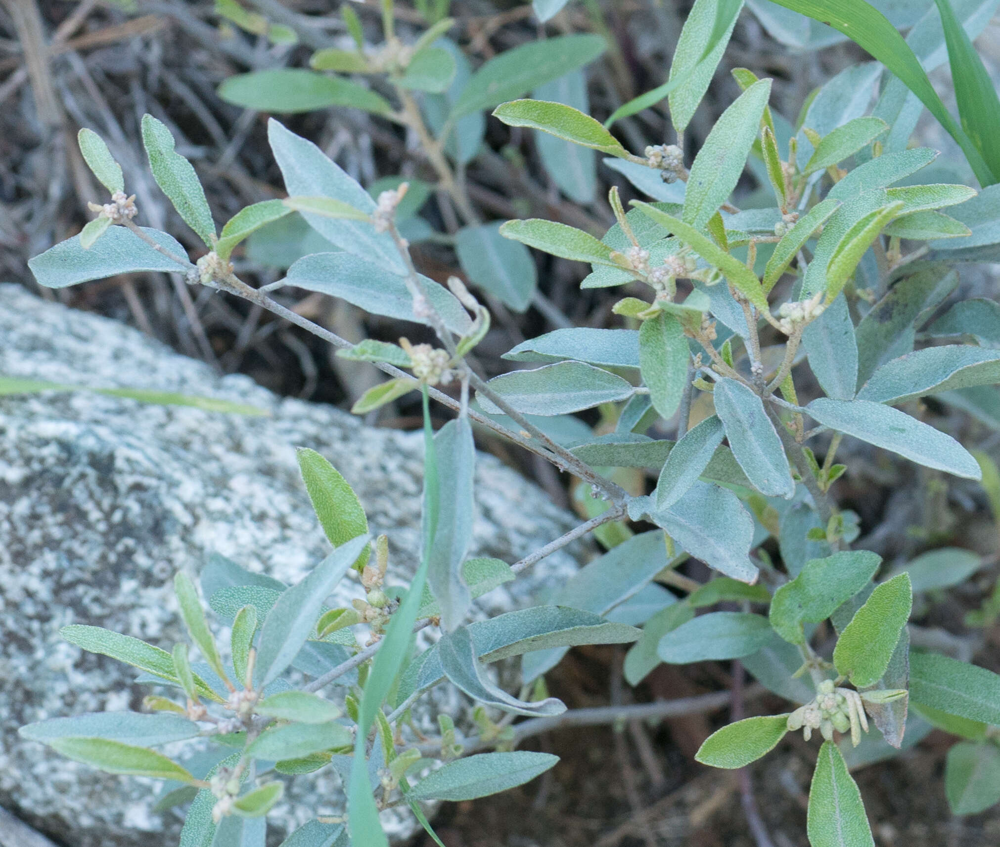 Слика од Croton californicus Müll. Arg.