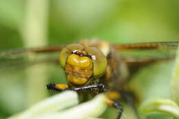 Image of Broad-bodied chaser