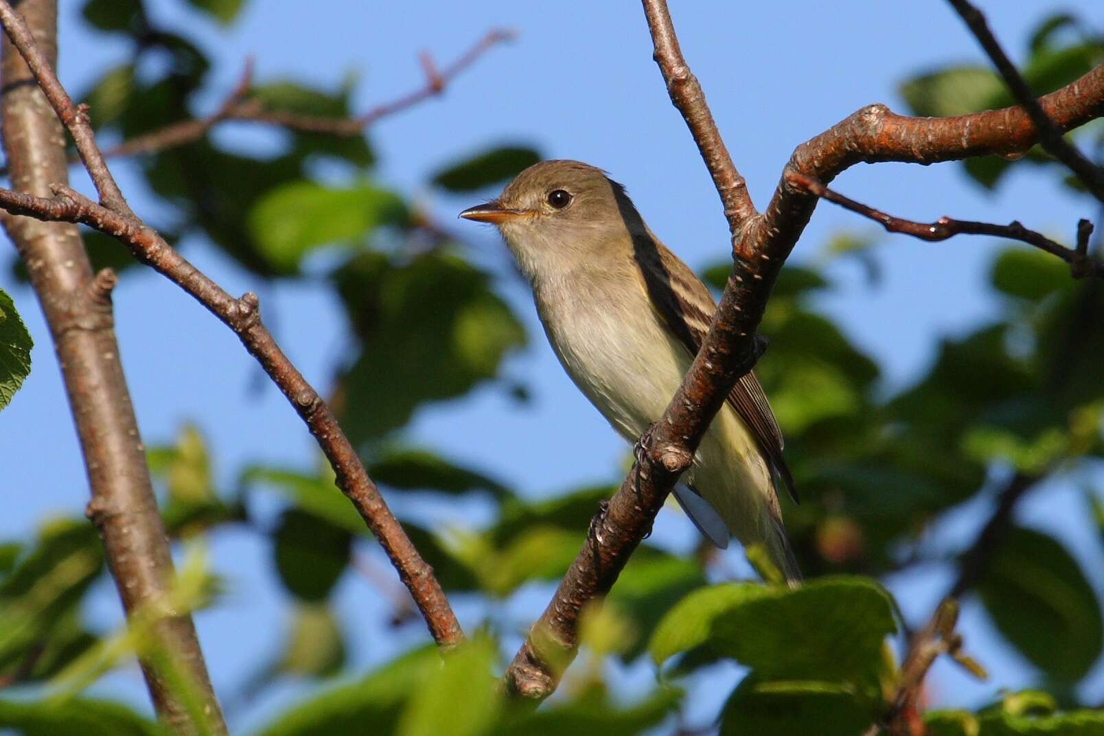 Image of Alder Flycatcher