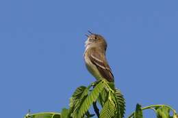 Image of Alder Flycatcher