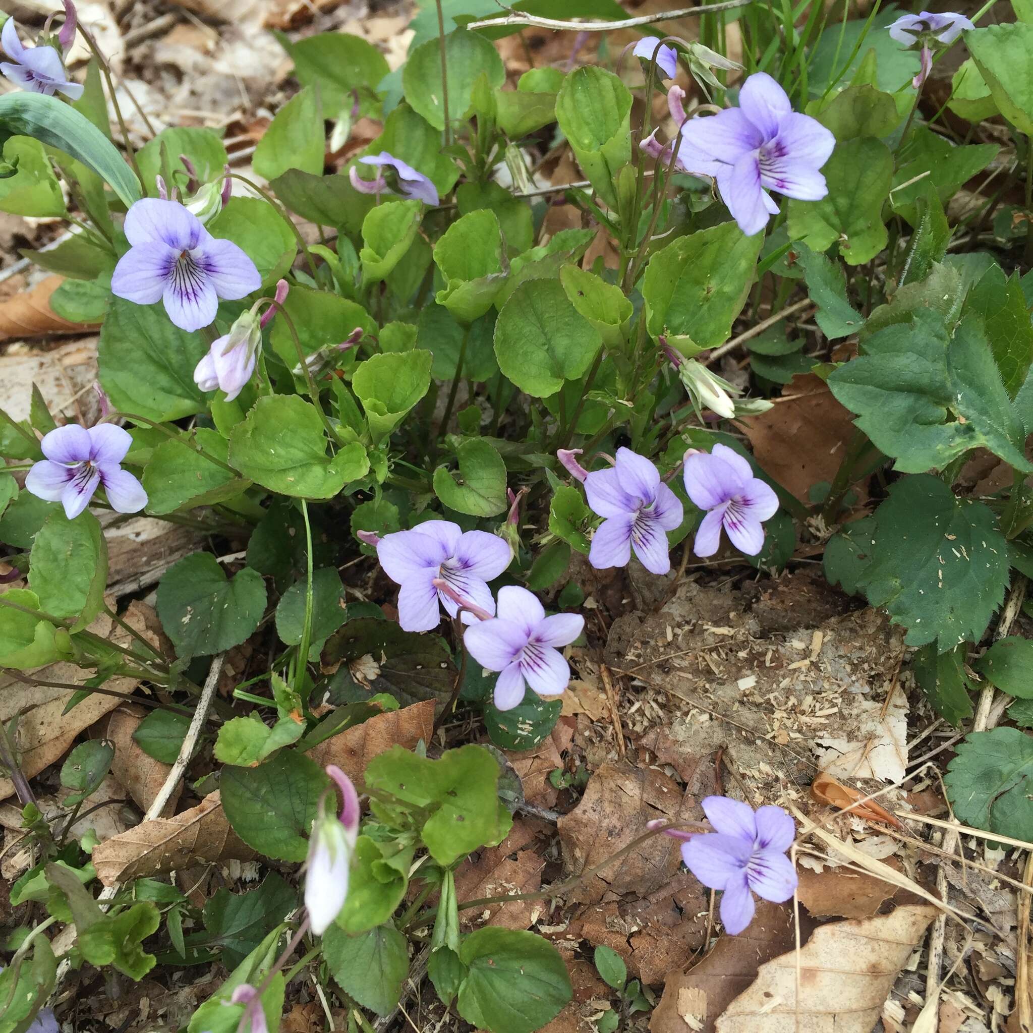 Imagem de Viola rostrata Pursh