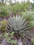 Слика од Agave hiemiflora Gentry