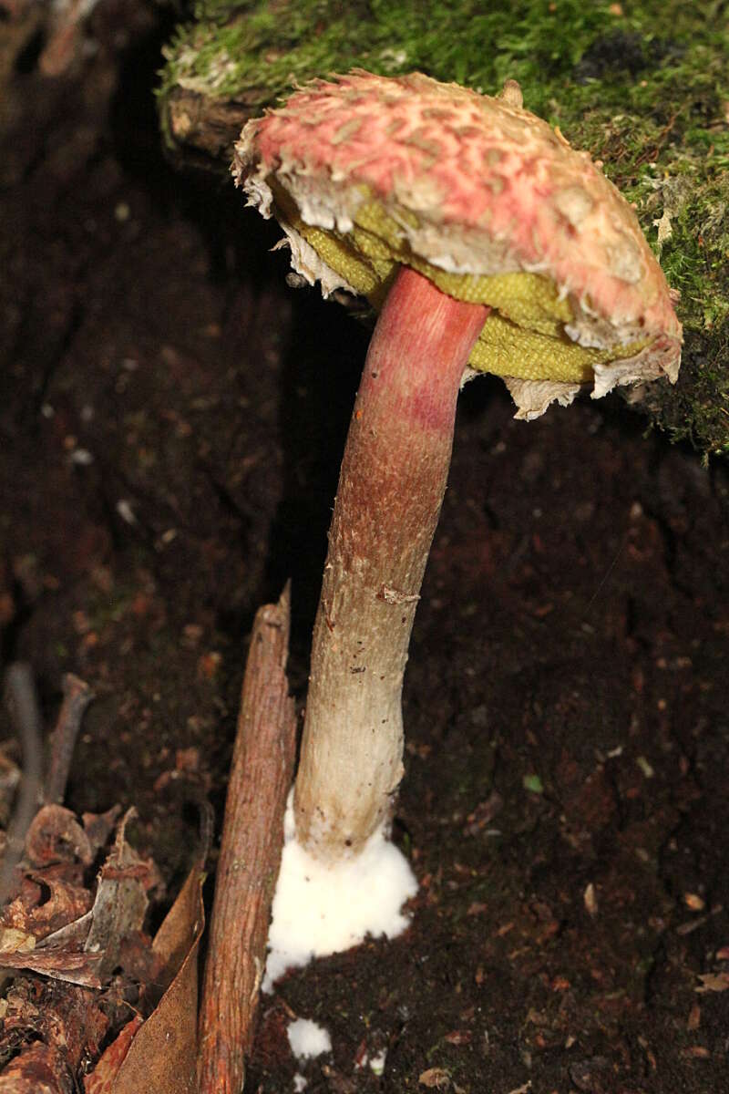 Sivun Boletellus emodensis (Berk.) Singer 1942 kuva