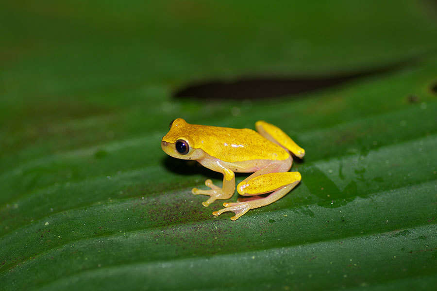 Imagem de Dendropsophus triangulum (Günther 1869)