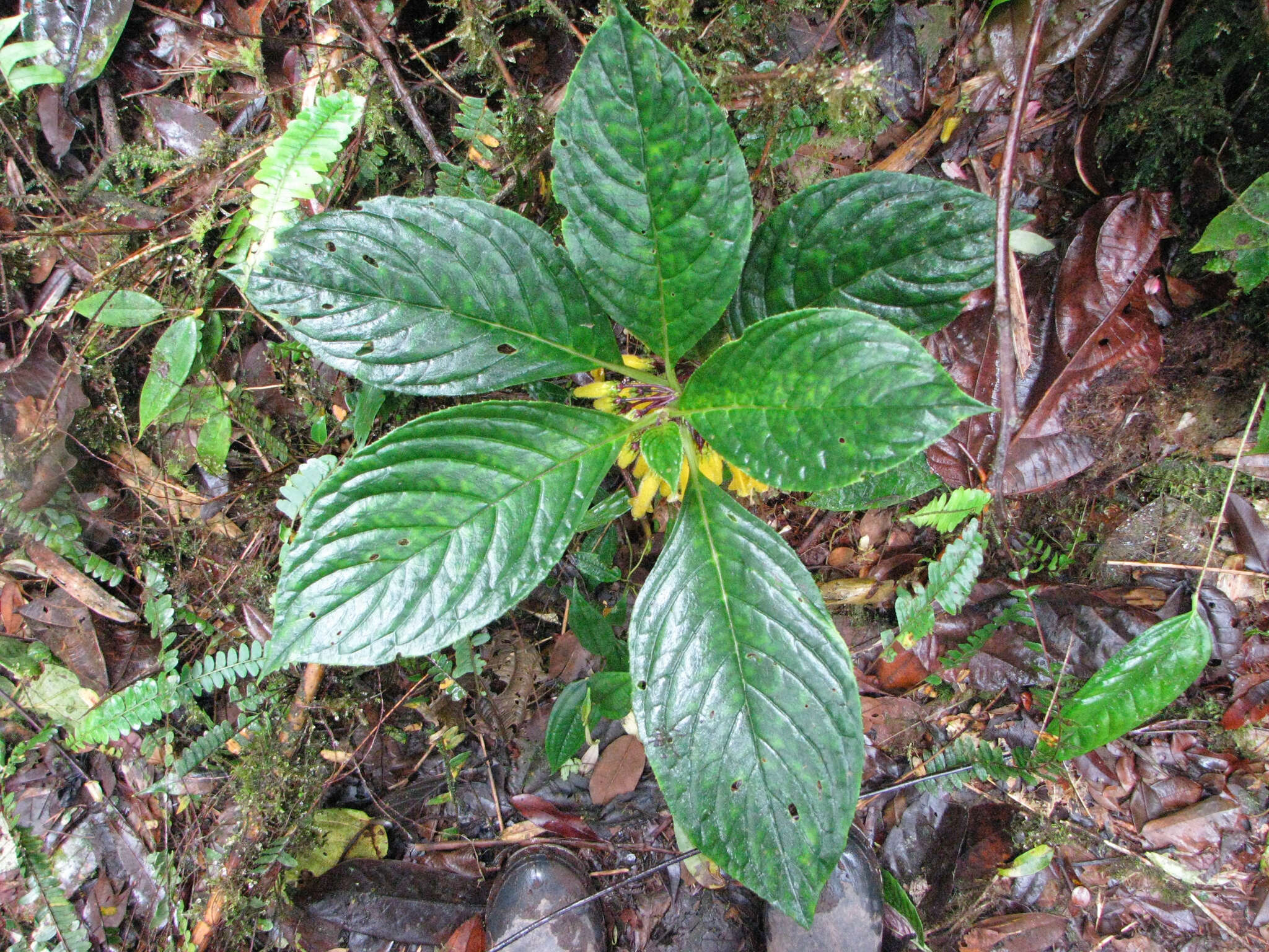 Image of Columnea kucyniakii Raymond