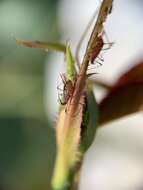 Macrosiphum (Macrosiphum) rosae (Linnaeus 1758) resmi